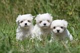 BICHON MALTAIS 050